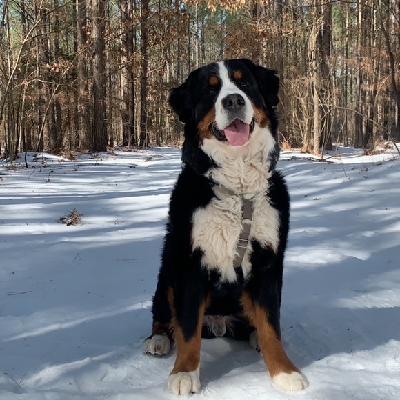 Meet your Posher, Blair - Picture 1 of 1